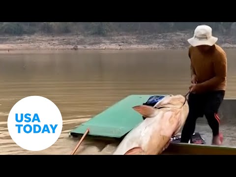 Man struggles to get enormous 297-pound fish into boat in major catch | USA TODAY