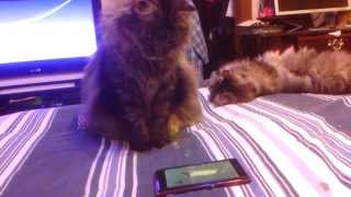 Elora watches YouTube for cats