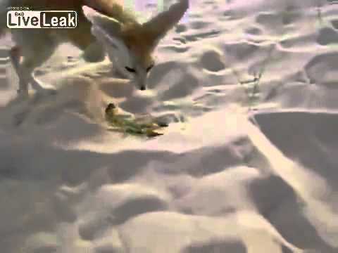 Desert fox eats a scorpion