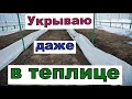 Виноград . Укрытие лозы в теплице. Декабрь 2023г.