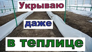 Виноград . Укрытие лозы в теплице. Декабрь 2023г.