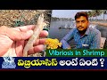 Vibriosis in shrimp | Yellow Colonies | Green Colonies | Vibrio Count | Shrimp Farming | AquaFactory