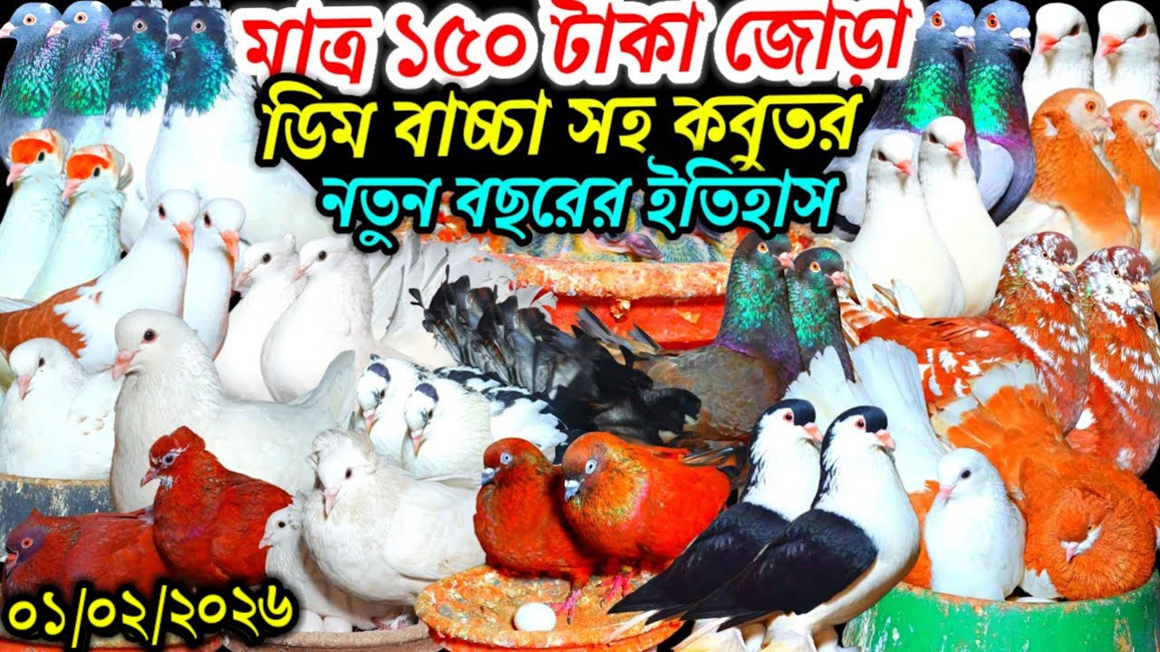 মাত্র ১৫০ টাকা জোড়া ডিম বাচ্চা সহ কবুতর আজকে সব কমদামি কবুতর ফেন্সি রেসার গোল্লা গিরিবাজ কবুতর