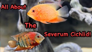Why You Should Get a Severum Cichlid! Care Guide and Species Profile