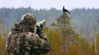 Охота на Глухаря на болоте, с подхода. Взяли трофея! Hunting Capercaillie.