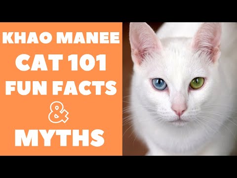 Khao Manee Cats 101 : Fun Facts & Myths