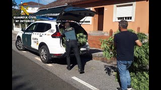 La Guardia Civil desmantela una plantación “indoor” de marihuana en Tui