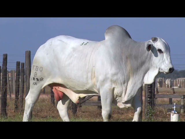 45º Mega Leilão Anual Carpa | TOUROS LOTE 33 - 5898