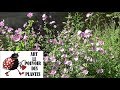 Jardin taille et entretien malva alcea fastigiata mauve plante vivace