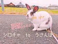 シロチャ　to　散歩　#うさぎ #レッキス #rabbits #rex #シロチャ #うさんぽ ＃金太郎のふるさと