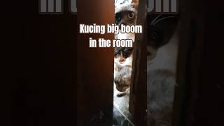 Kucing big boom in the room #funnycats #funnykittens #kucinggemes #kucingpintar #catslover #catslife