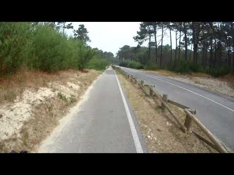 Pine forest pt
