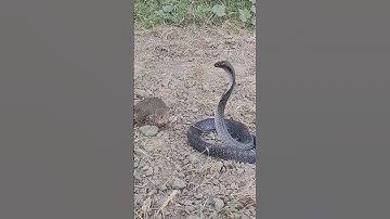 The Mongoose and Giant Cobra #mongoose #snake#wildliferescue #snakerescue #wildjogitv #animals