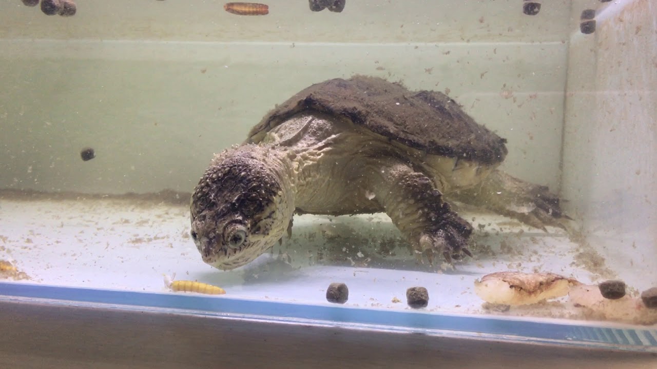 camera iphone 8 plus apk 2017/11/9 北美擬鱷龜食蟹肉 麵包蟲 飼料 common snapping turtle