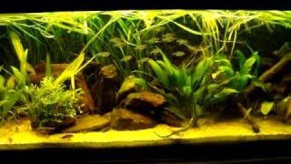 Totaal 8 December 2009