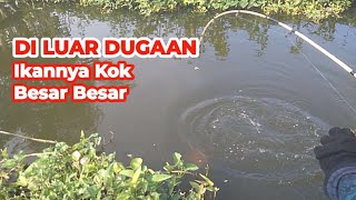 DI LUAR DUGAAN !! SPOT INI PENUH IKAN MAS BESAR BESAR | Mancing di spot parit Panen Ikan Mas Babon