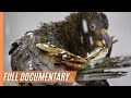 Beak & Brain - Genius Birds from Down Under | Full Documentary