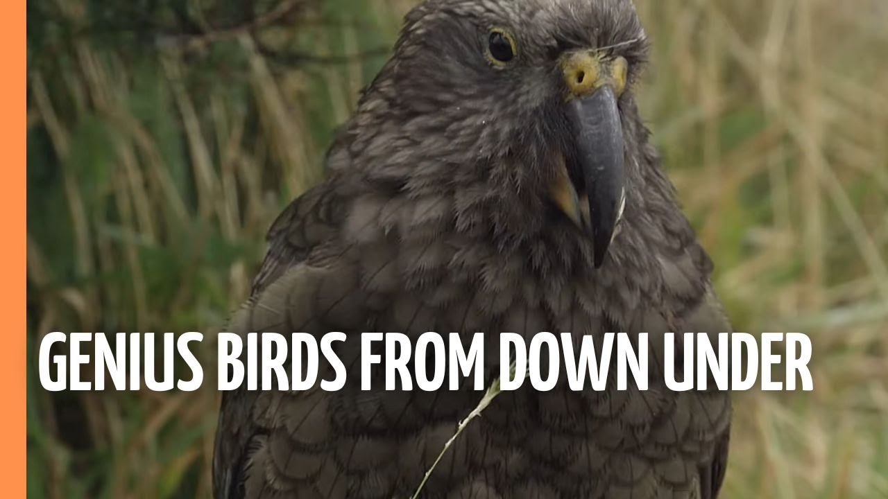 Beak & Brain - Genius Birds from Down Under