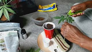 HOW TO CLONE CANNABIS PLANTS | #TEZLATO #howto | INDOOR CANNABIS GROW | HOW TO GROW WEED AT HOME