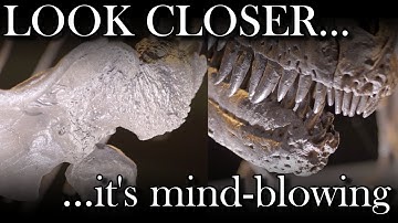 Taking a closer look at ancient dinosaur fossils can legit blow your mind!