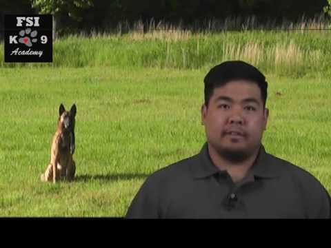 What Kind of Food Should I Feed My Dog? - YouTube