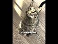 если что на видео мой котик❤️#смешно #жиза #nitroden #мем #котики #рекомендации #милота #тренд