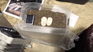 Clutch #1 of 2014 (First Clutch Ever!)