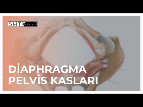 Diaphragma Pelvis (DP) kasları