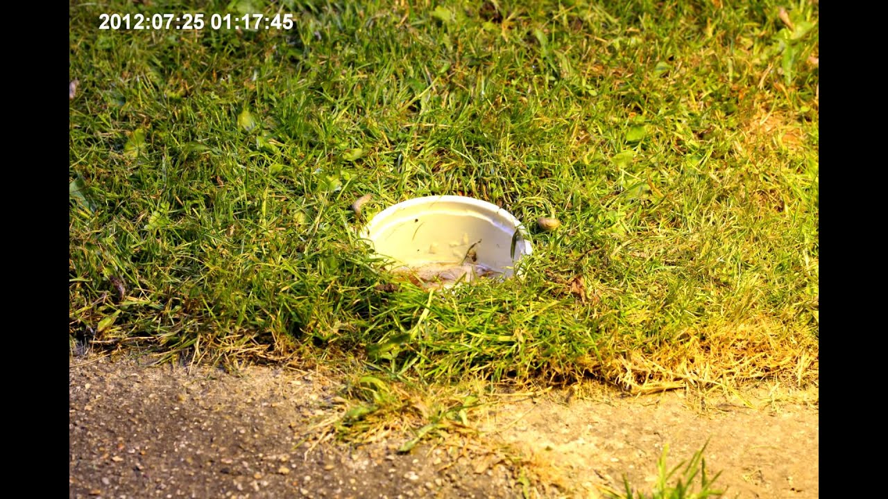 Pièges À Limaces Fait Maison À Base De Bière | Ventana Blog