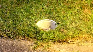 Download A Timelapse Of Slugs And Beer..... Video MP3 A Timelapse Of Slugs And Beer.....