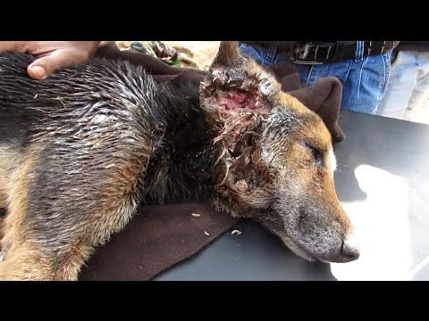 collapsed-dog-rescued-with-life-threatening-wounds-makes-amazing-recovery
