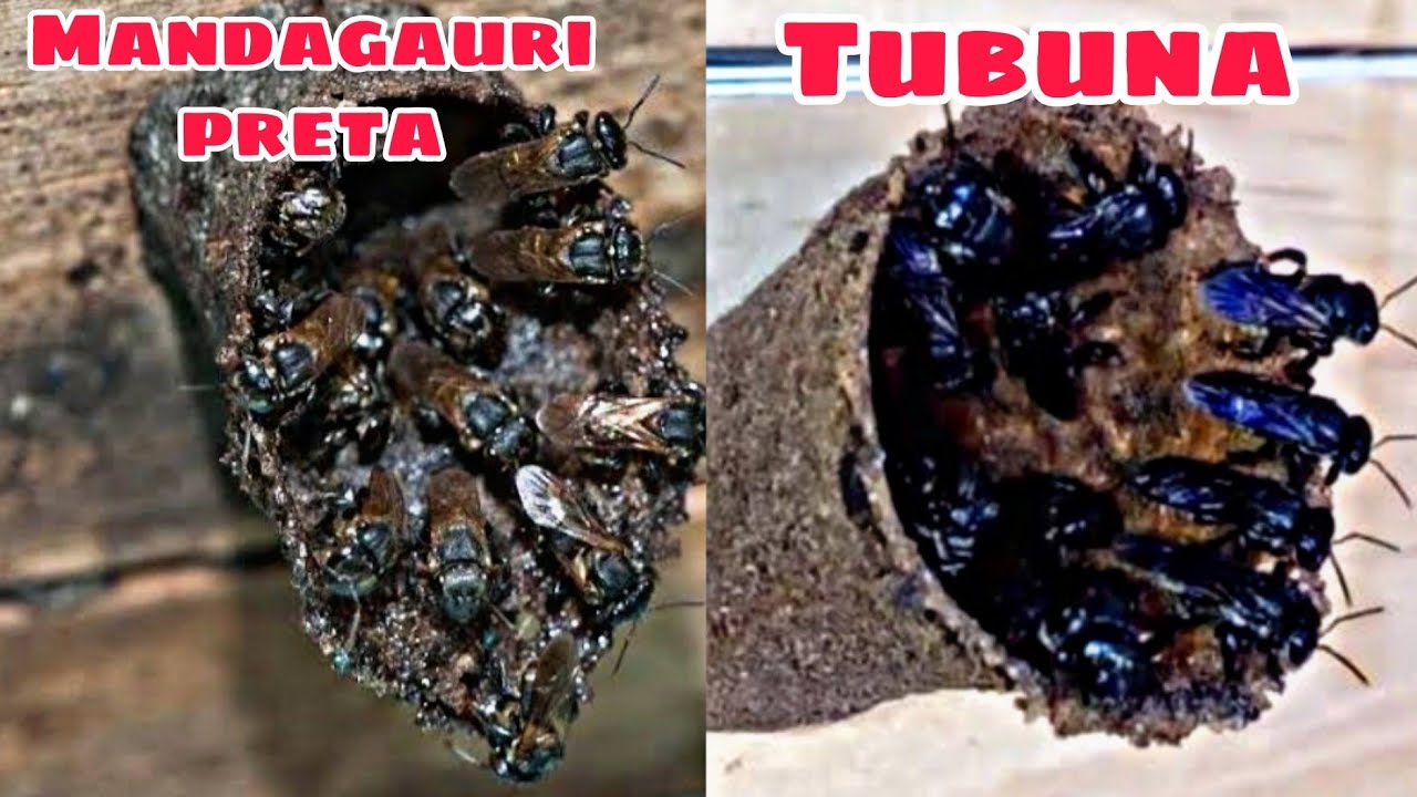 DIFERERENÇAS Entre MANDAGUARI PRETA E TUBUNA😱