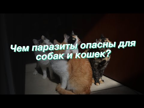 гигиена питомца