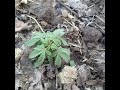 new vegetables growing #food #gardening #nature #farming #food #gardening #famifruit