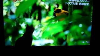 さくら みかんのテレビ鑑賞【ダーウィンが来た！後半】 screenshot 4