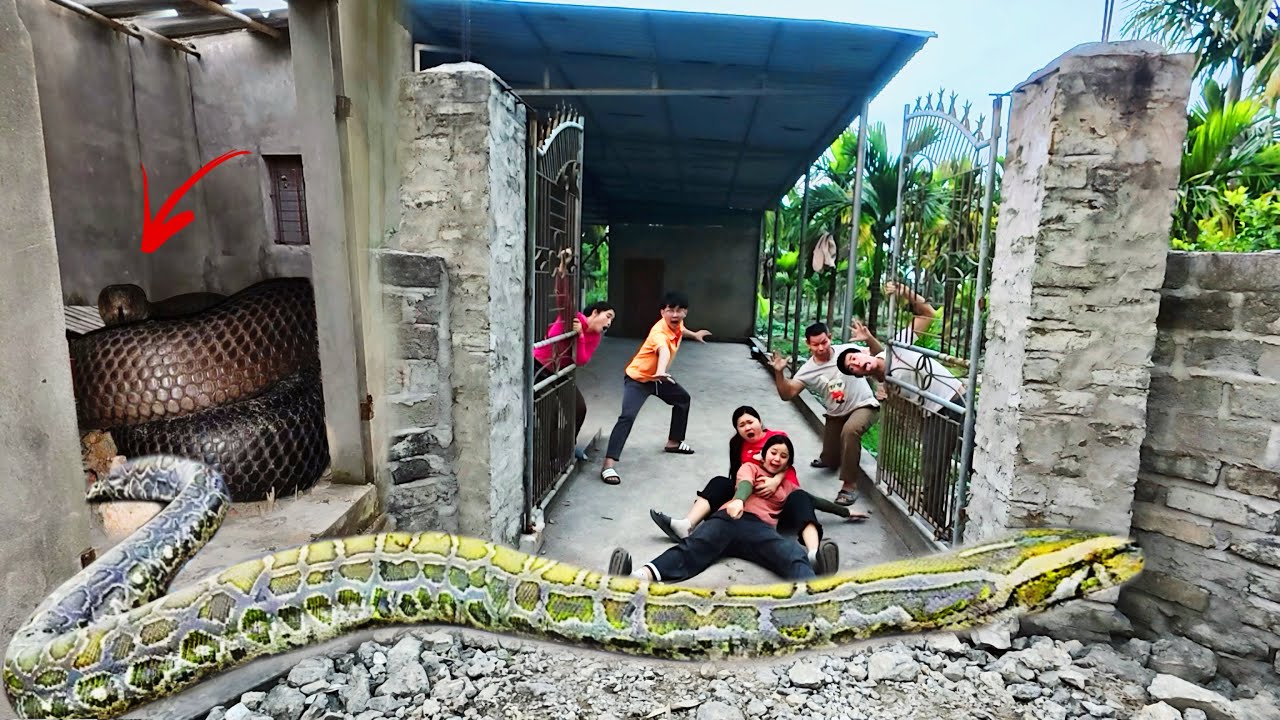 Отважные специалисты противостоят гигантской анаконде, чтобы спасти девочку из заброшенного дома.