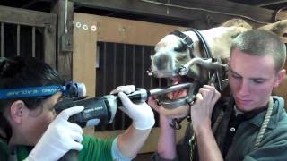 Powerfloat at South Shore Equine Clinic