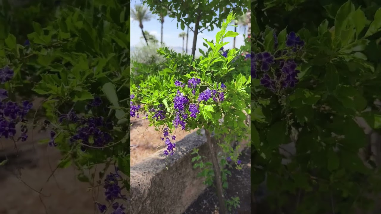 Что это цветет? Дуранта прямостоячая. 