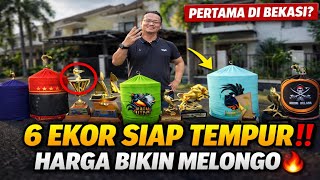 PERTAMA DI BEKASI‼️ 6 MURAI COL0KAN LAPANGAN SIAP TEMPUR, HARGA BIKIN MELONGO🔥