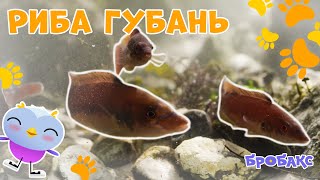Рибка Губань 🐠 | ЦІКАВІ ФАКТИ ПРО ТВАРИН | ДІТЯМ ПРО ПРИРОДУ