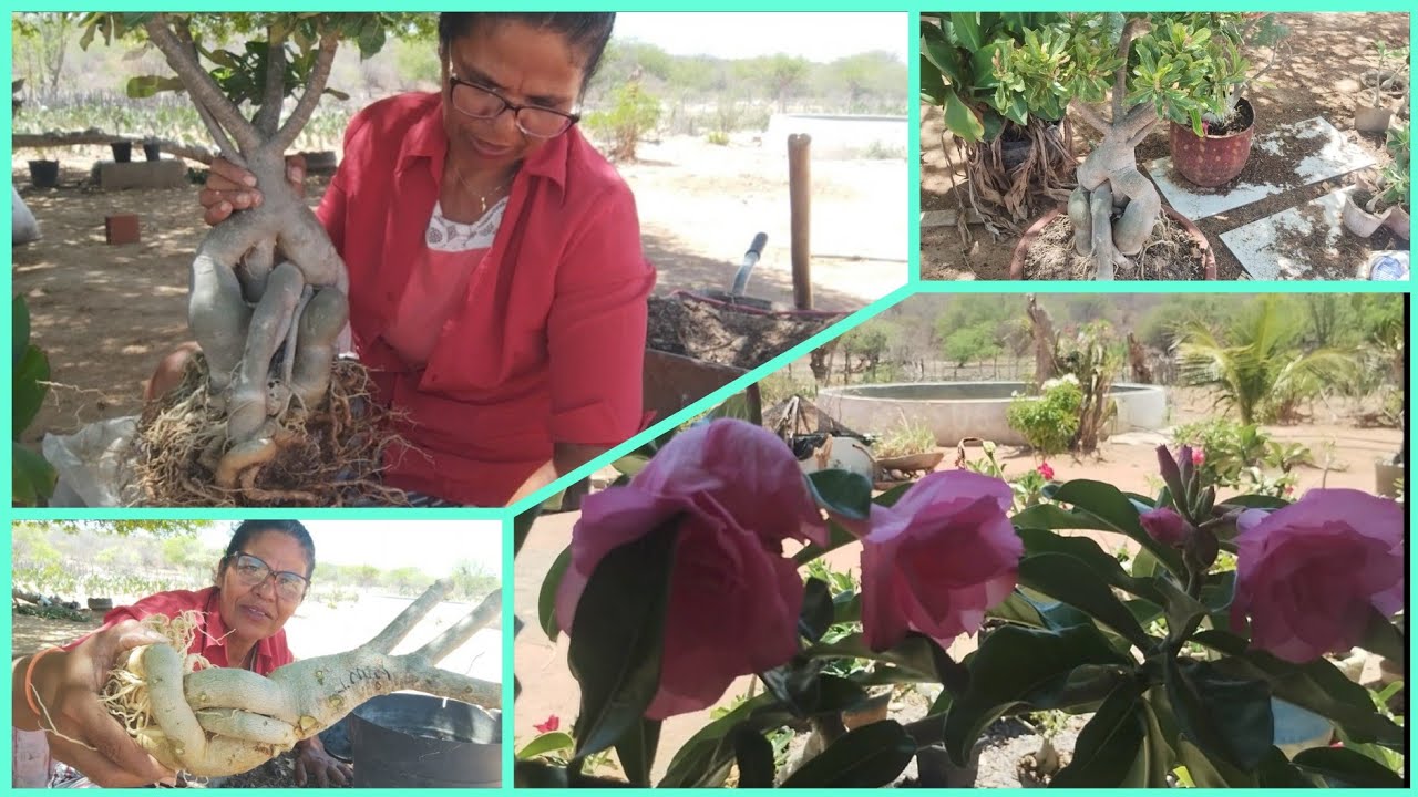 E SIMBORA DE MAIS UM REPLANTE DE UMAS ROSAS DO DESERTO MARAVILHOSAS