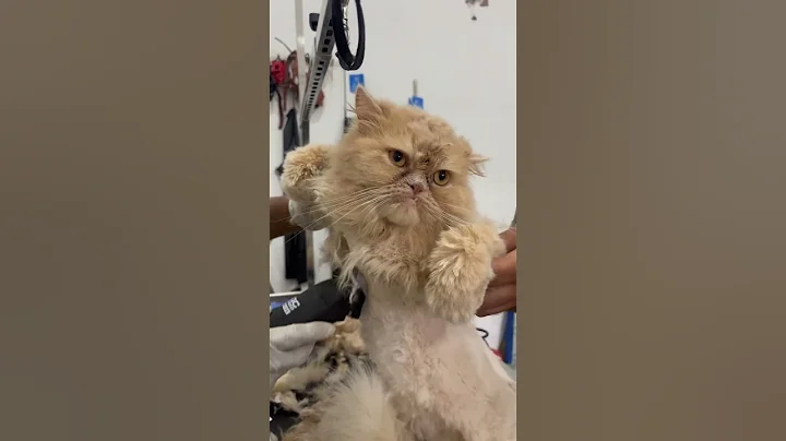 Video 9483321: cat grooming pets, cute cat kitten grooming, pet brush cat, cat dog animals pets, funny cat