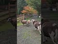 This is our sanctuary in the fall, and it's unbelievable #animalrescue #pnw #washingtonstate