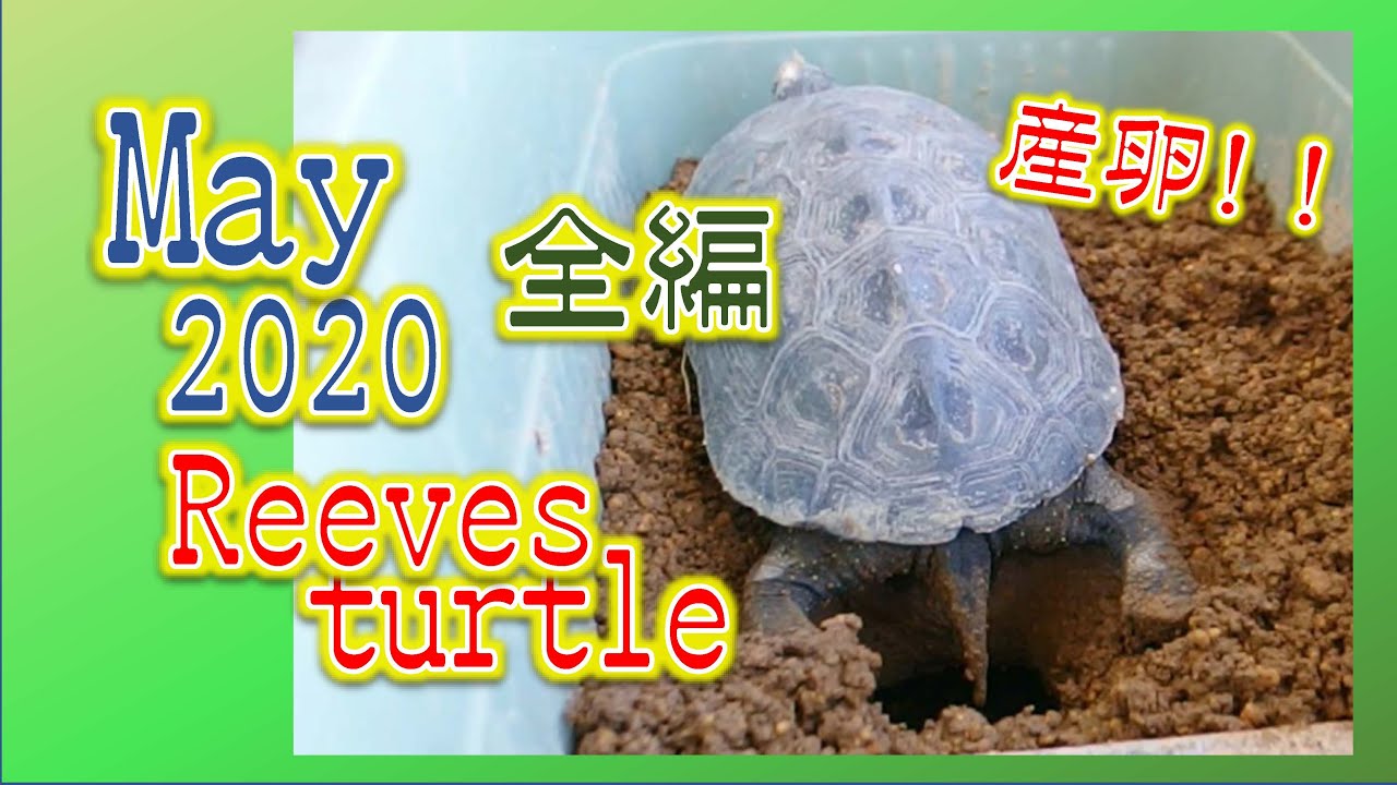 クサガメ 産卵床を作る ベランダ飼育 Create A Spawning Bed In Balcony Turtle Spawning Reeves Turtle クサガメ飼育 Youtube