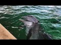 Did the Solar Eclipse Affect Nicholas the Dolphin