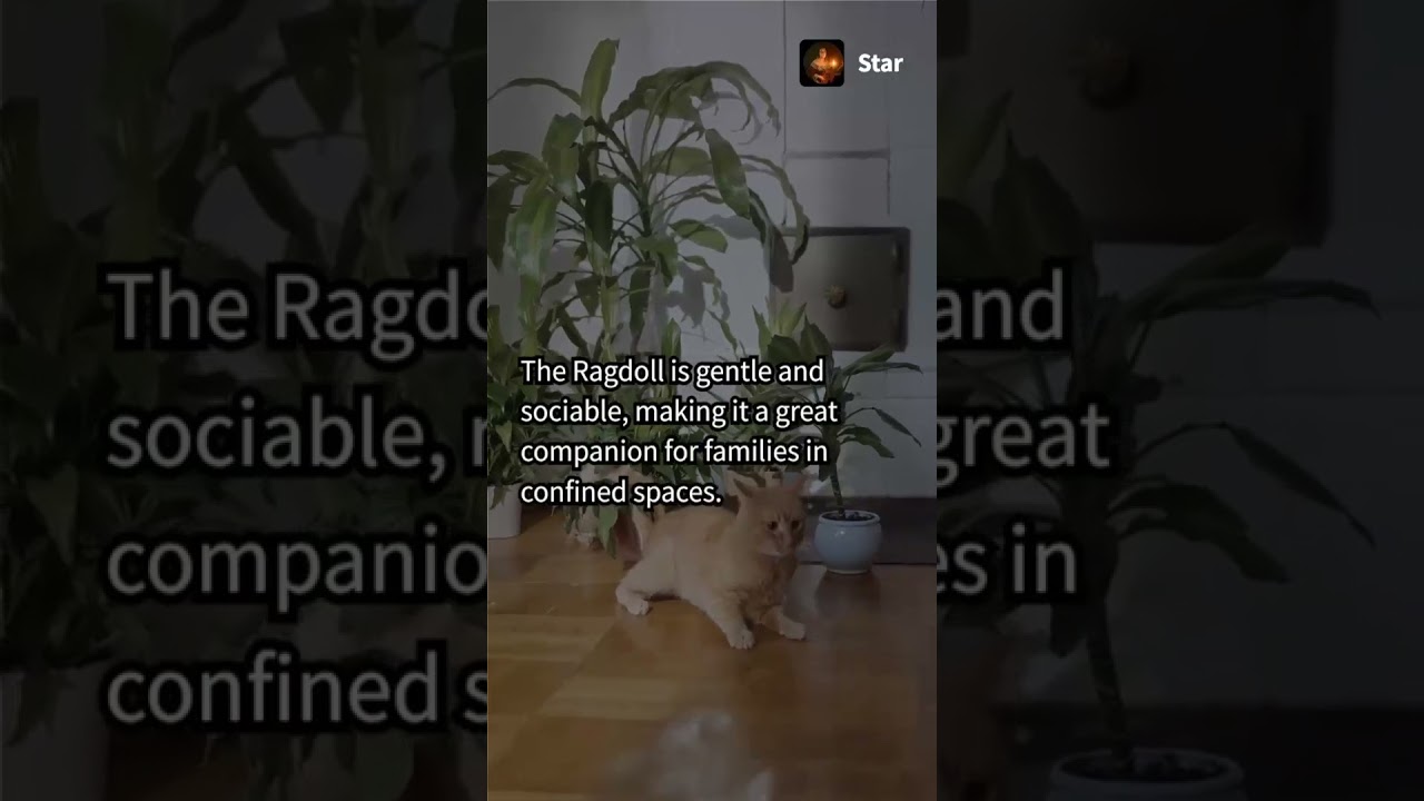 🐱 5 Cat Breeds Perfect for Apartment Living! 