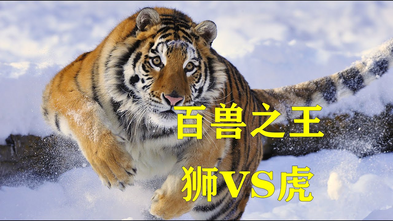 百兽之王的演化之旅：狮&虎的演化 - YouTube