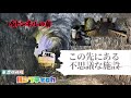 廃トンネル内部に謎の研究施設が造られていた。