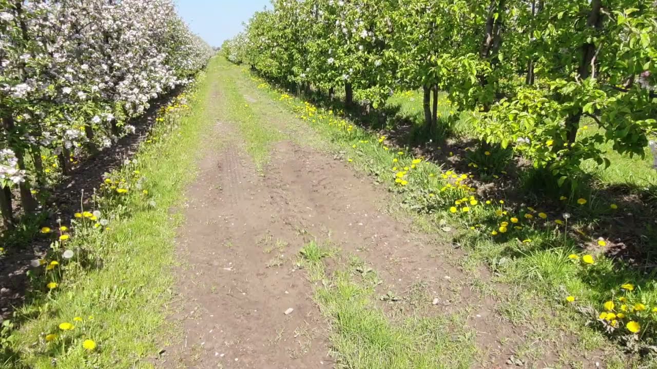 👩🏻‍🌾👨🏻‍🌾Almanyada Elma Bahçelerinde Tarım #almanyada #tarım #köyhayatı#almanyadahayat#bahçe