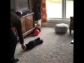 Toby the Pug Does Tricks